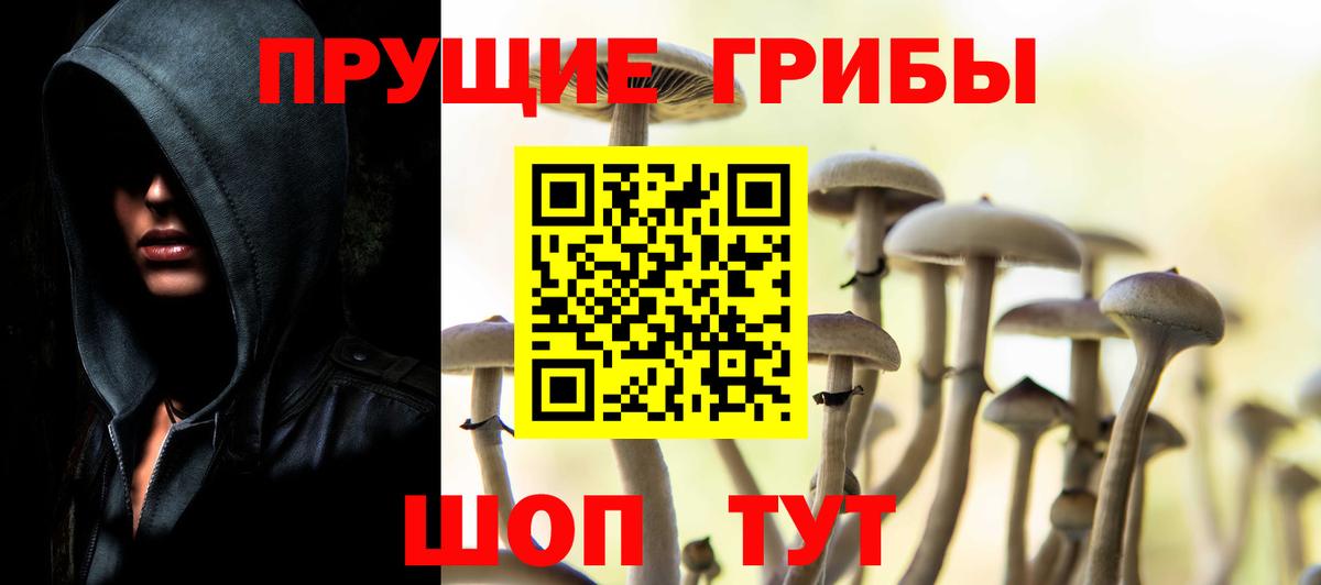 Галлюциногенные грибы Psilocybe Мичуринск